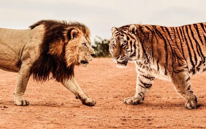更大的老虎东北虎vs非洲狮