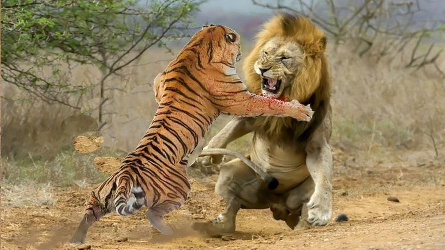 更大的老虎会是谁